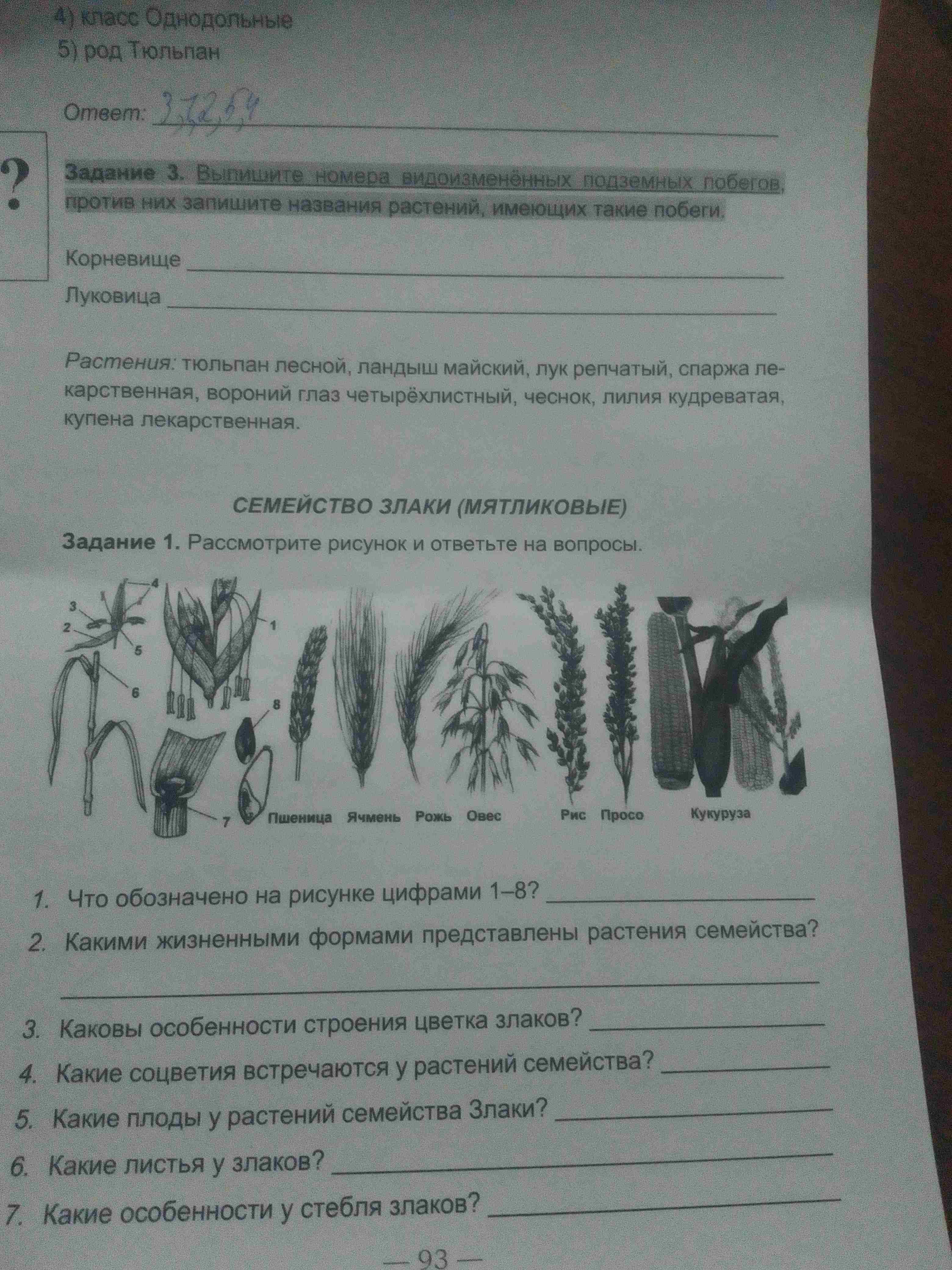 Фото заданий: Задание 3. Выпишите номера видоизменённых подземных побегов; Задание 1. Рассмотрите рисунок и ответьте на